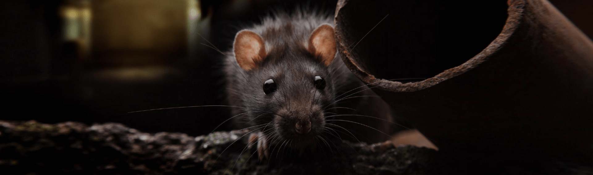 mice infestation bloemfontein 1