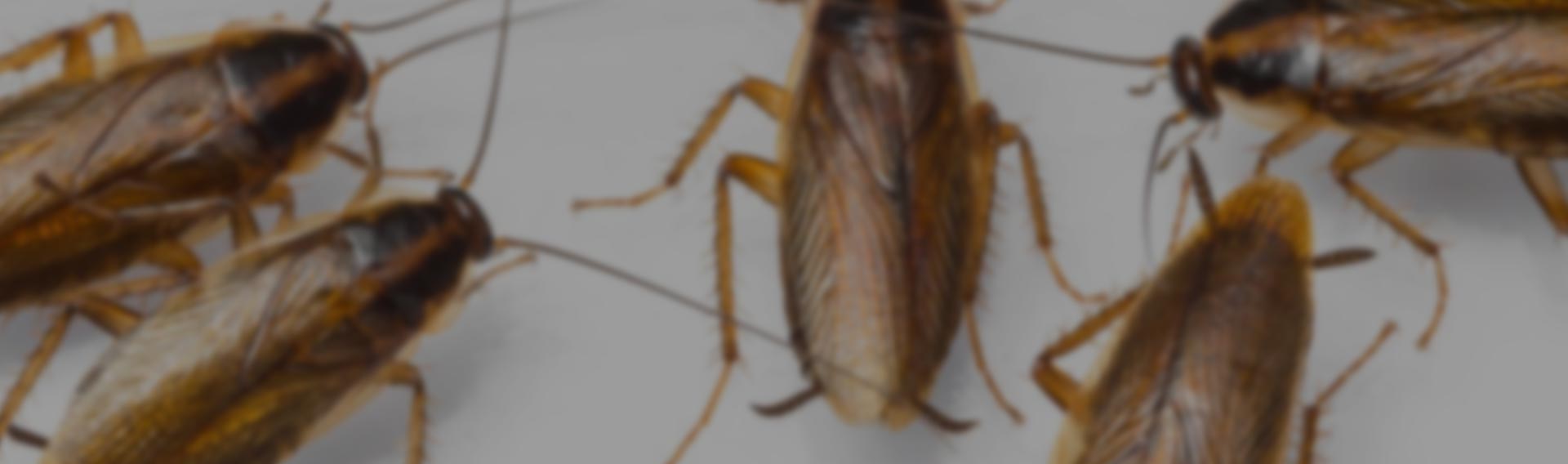 restaurant pest control pretoria east cockroaches