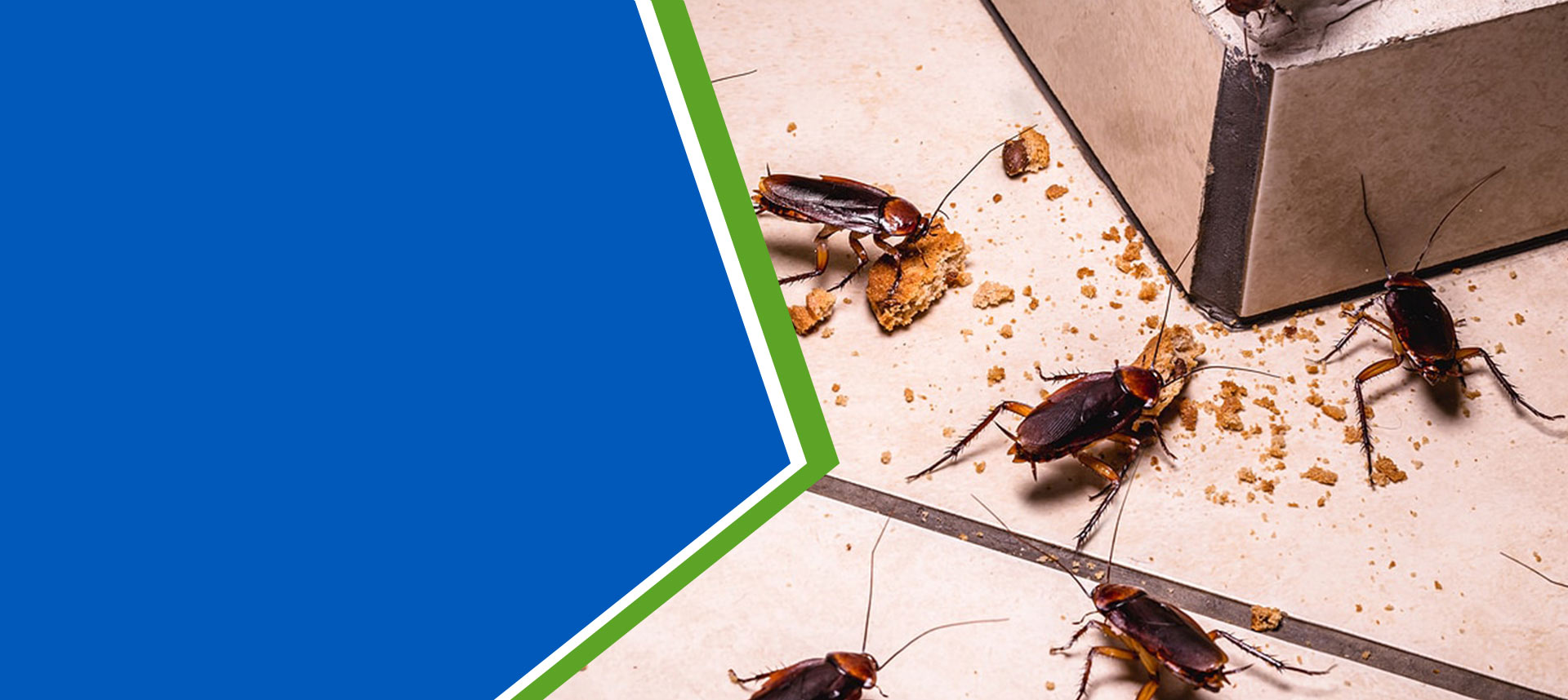 highveld-pest-cockroach