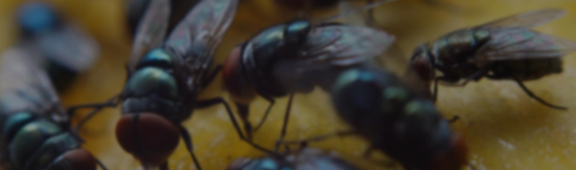 flies restaurant pest control pretoria east