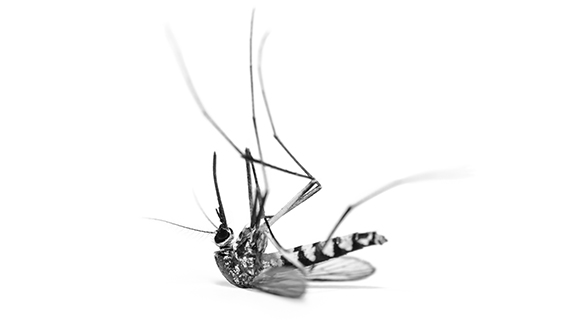 Mosquito treatment