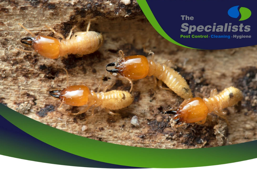 Pest Stop Termites from eating your Profits